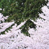 桜舞う