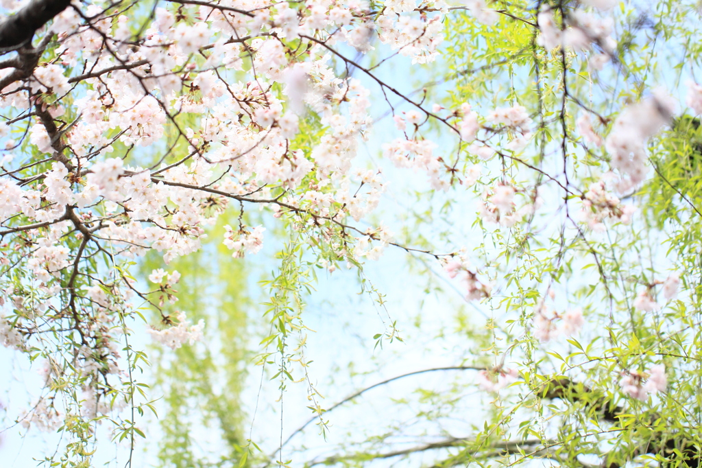桜と柳