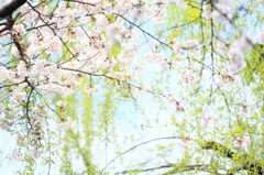桜と柳