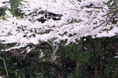 桜散る3