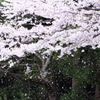 桜散る3