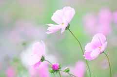 春の風