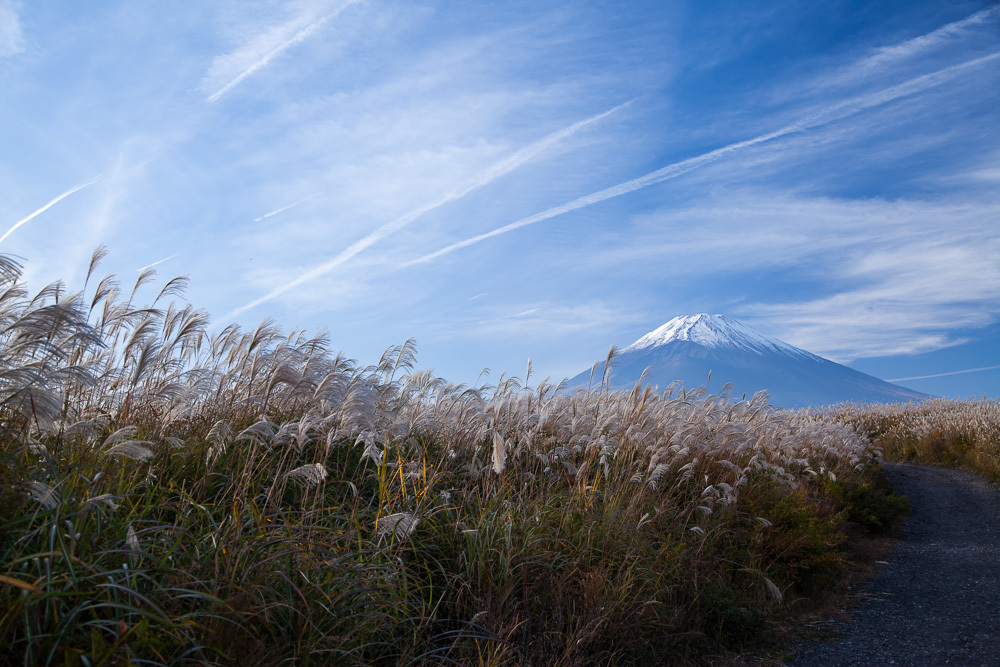 ススキ、青空、飛行機雲、富士山！