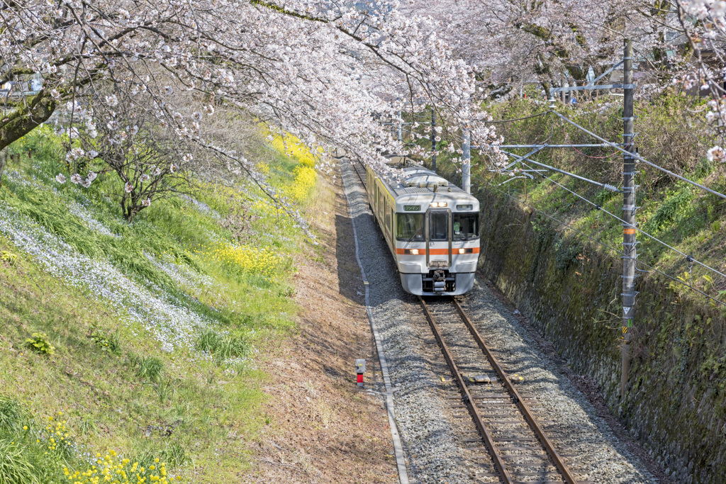 山北桜