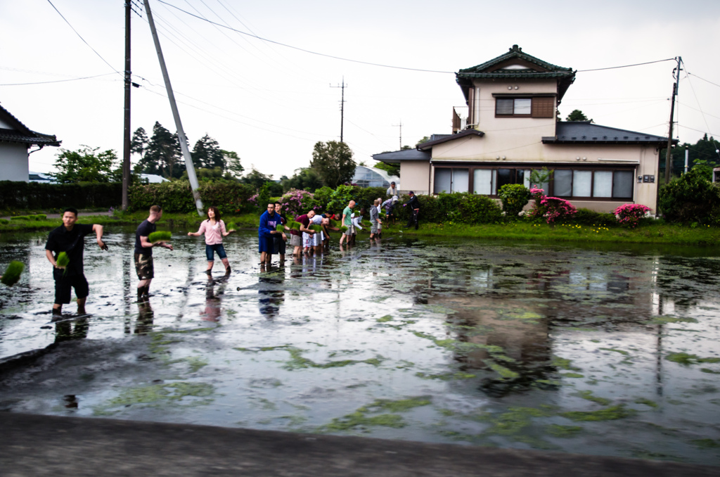 田植え