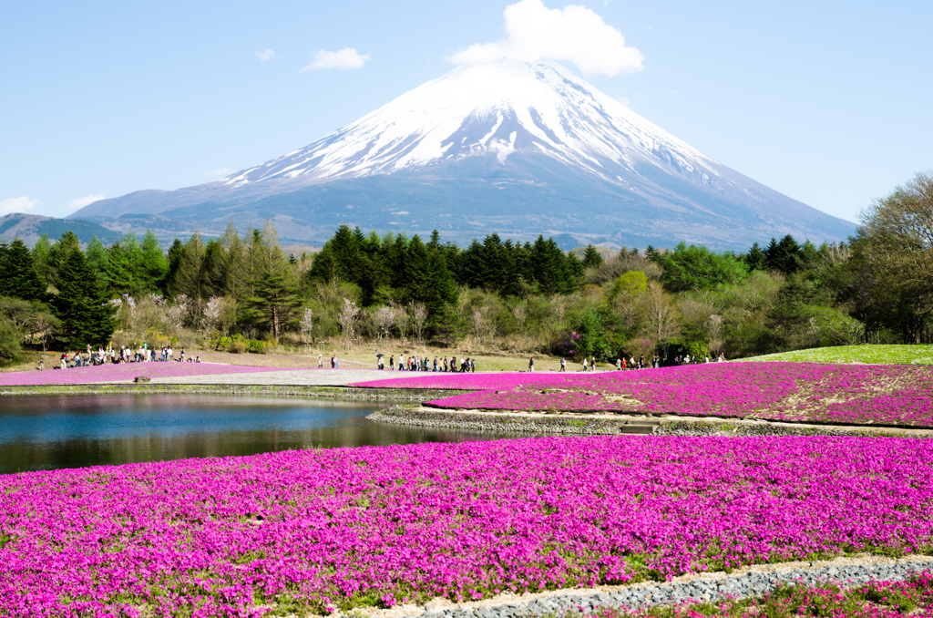 芝桜と富士山