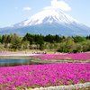 芝桜と富士山