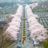 桜ロード2