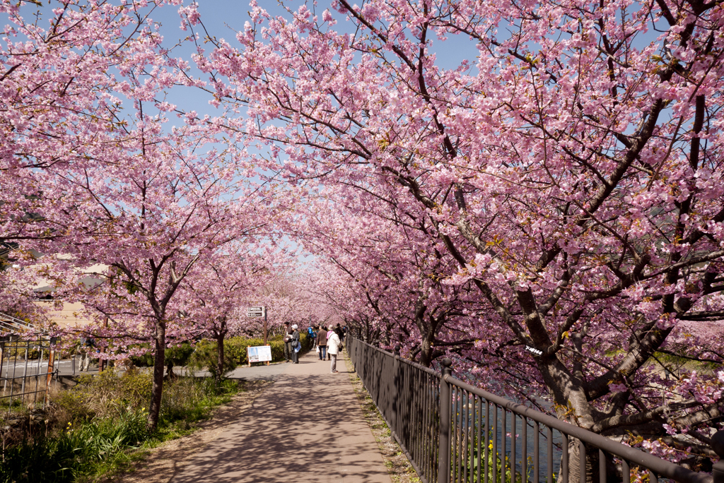 桜トンネル♪