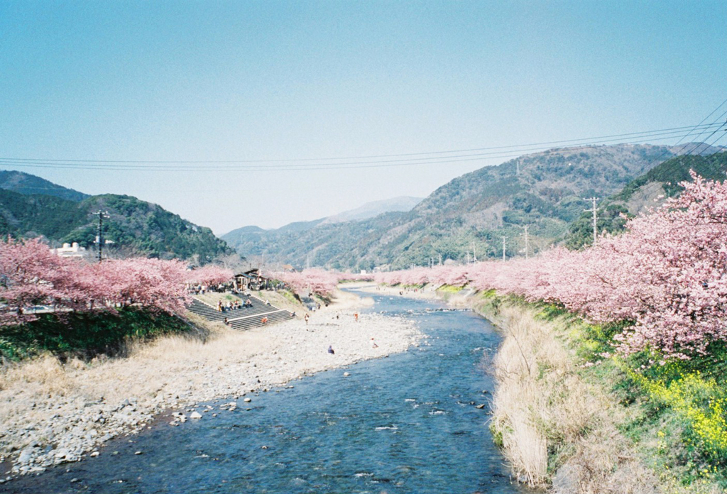 フィルムで撮る、河津川と桜並木