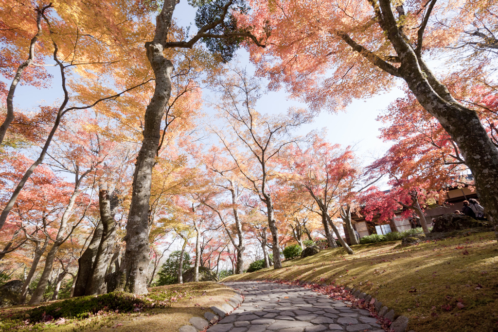 紅葉道