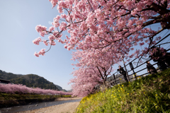 河津桜らんらん〜