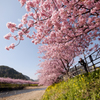 河津桜らんらん〜