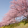 早咲き桜、満開の春