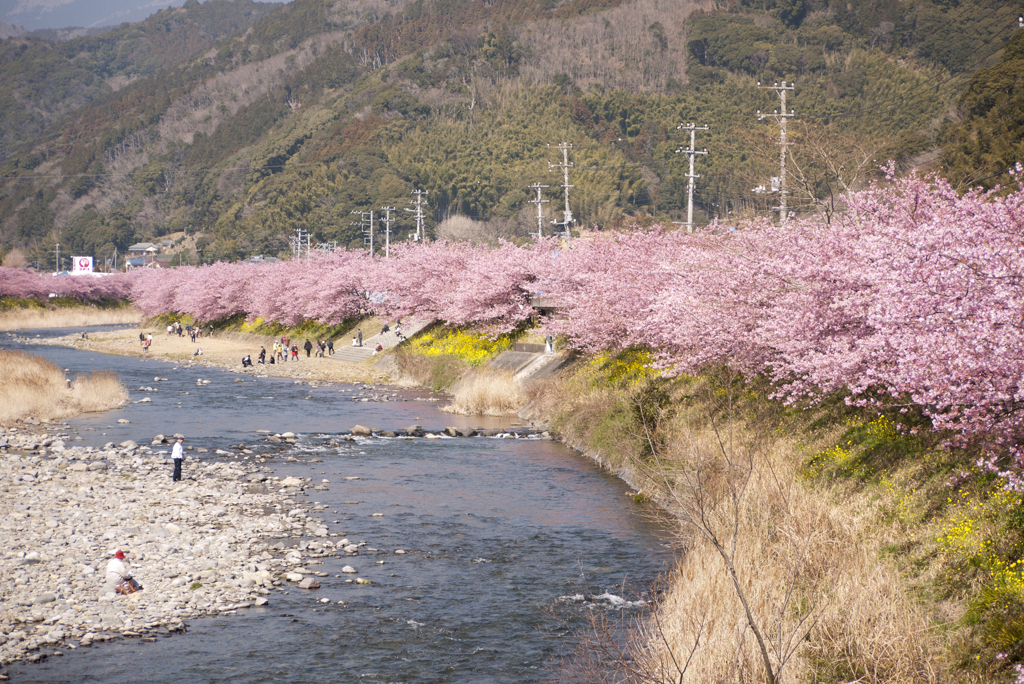 河津川と桜並木