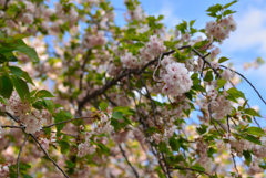 少しずつ葉桜