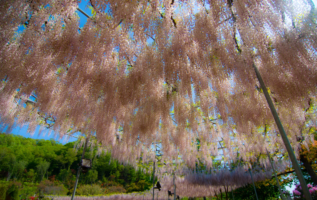 藤の花