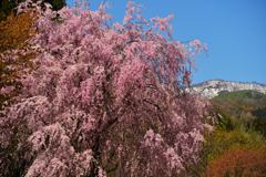 地方で見るしだれ桜