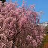 地方で見るしだれ桜
