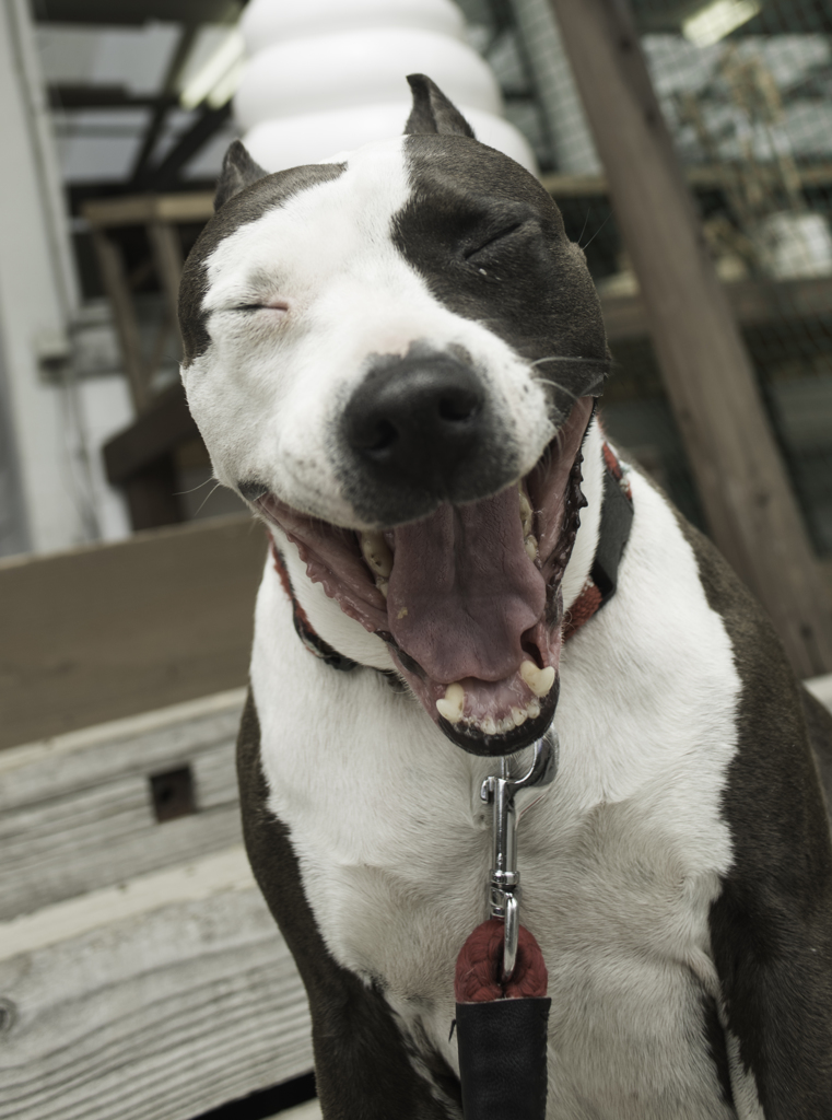 あくび犬