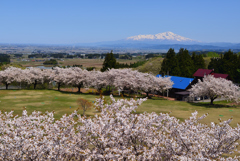 桜と鳥海山_2