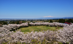 桜と鳥海山