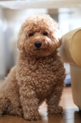 愛犬1