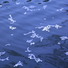 池桜