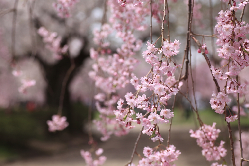 枝垂れ桜
