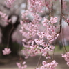 枝垂れ桜