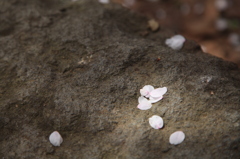 岩桜