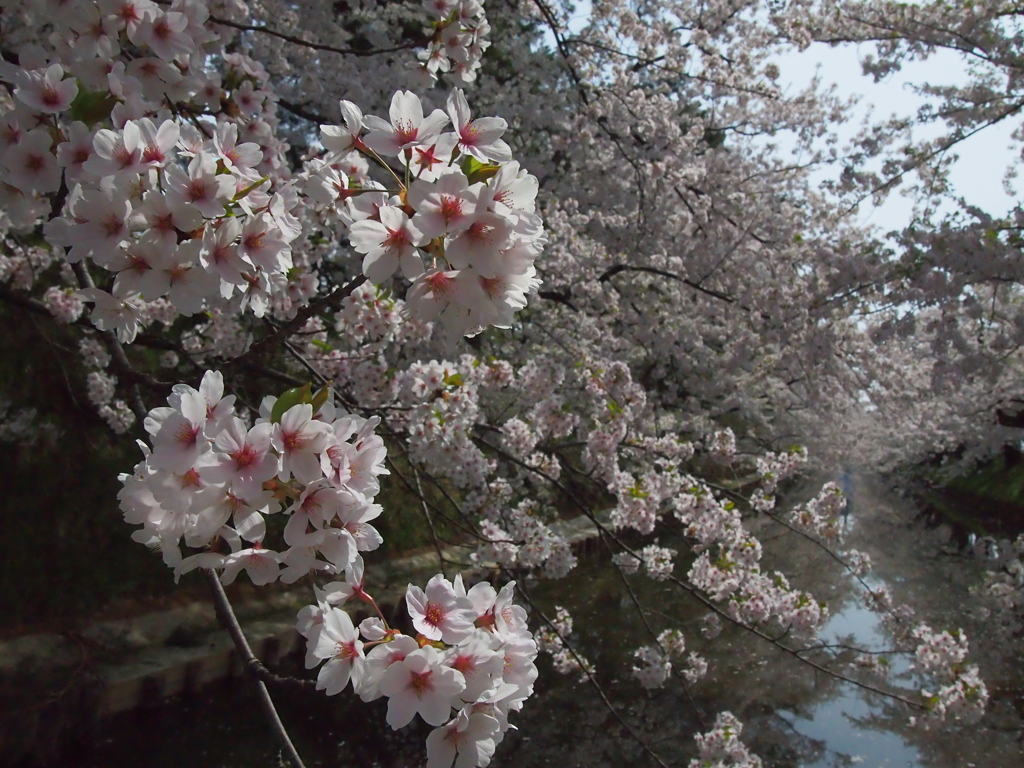 津軽の春宴