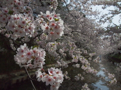 津軽の春宴