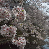 津軽の春宴
