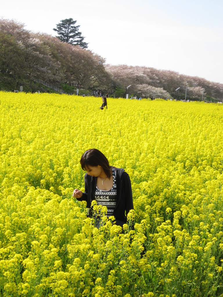 ☆菜の花畑☆