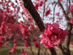 梅の花