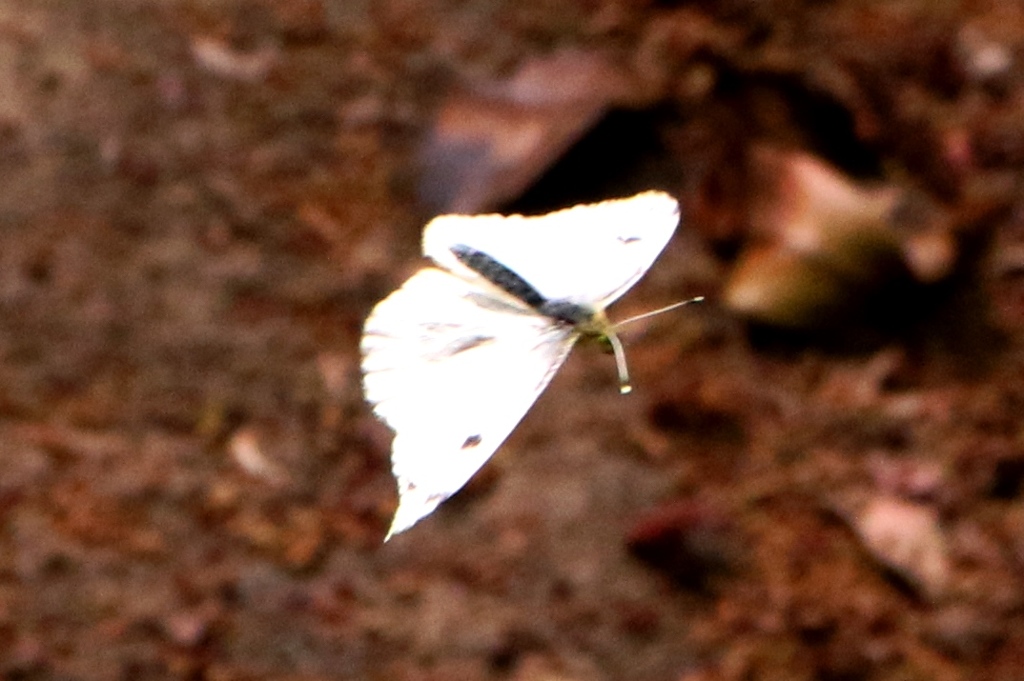 ツマキチョウ♀飛翔　GV4A4785