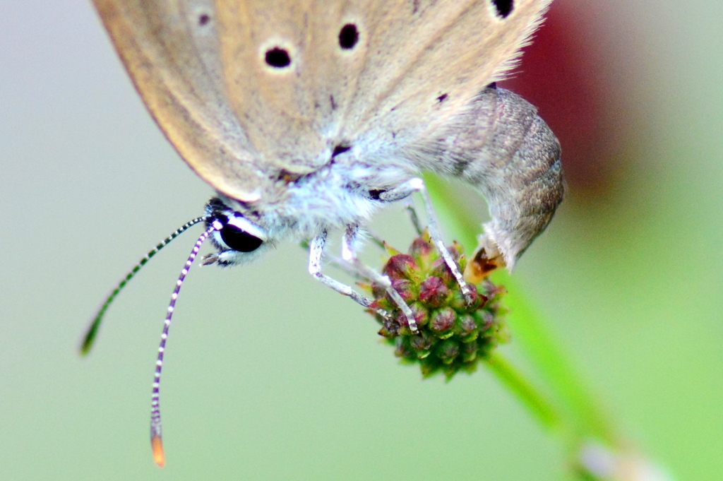 ゴマシジミ産卵