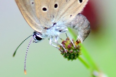 ゴマシジミ産卵