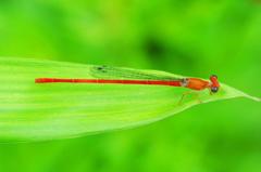 リュウキュウベニイトトンボ♂FMP_0092.1