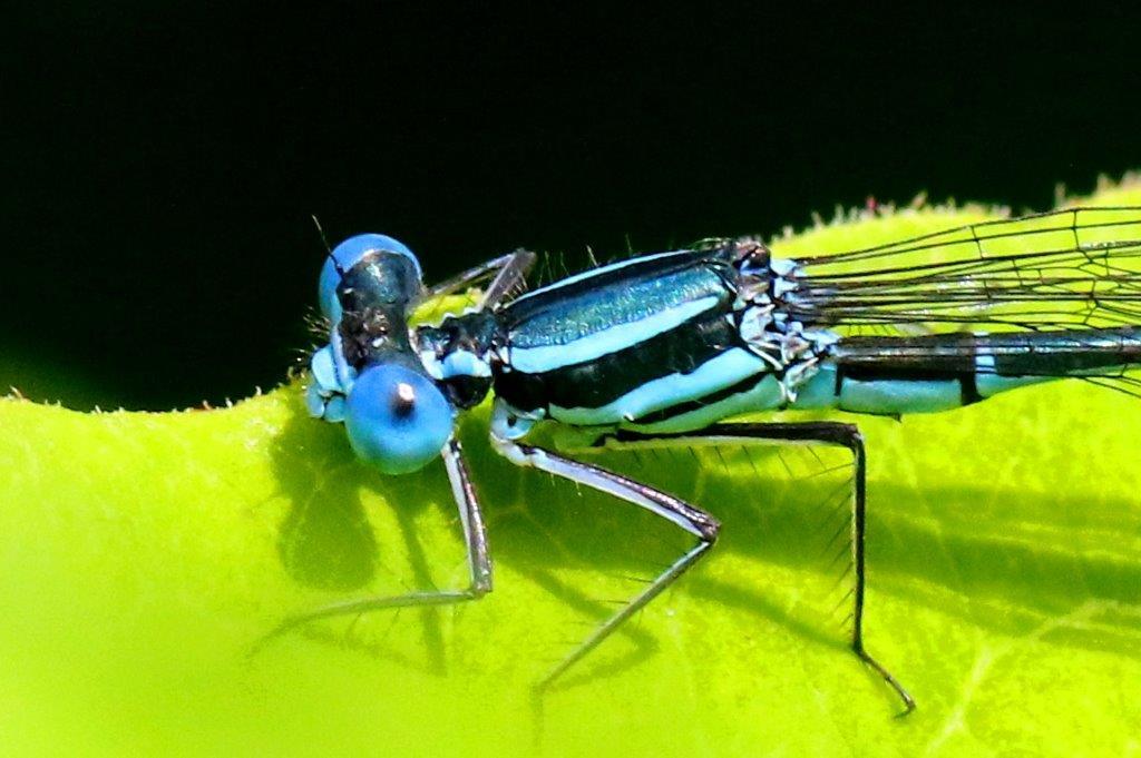 アマゴイルリトンボ♂　GV4A6025.1