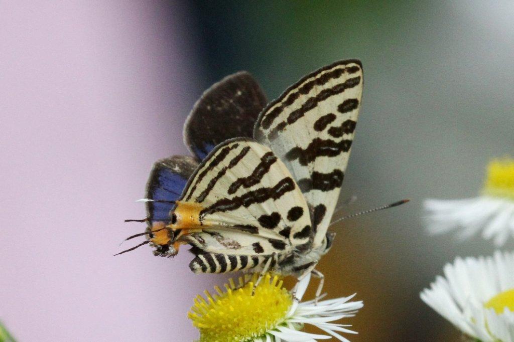 キマダラルリツバメ♂