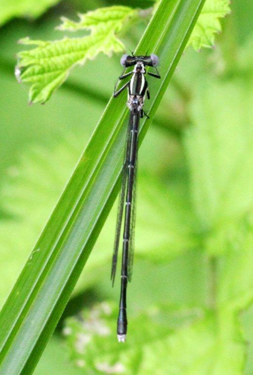 アマゴイルリトンボ♀