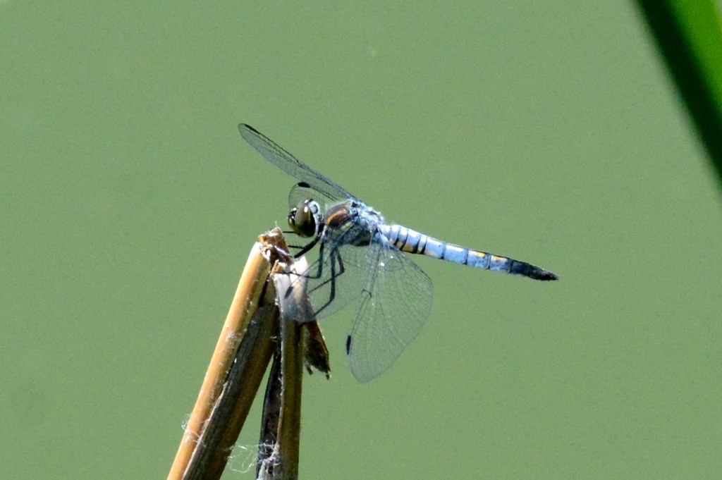 コフキトンボ♂DSC_6405