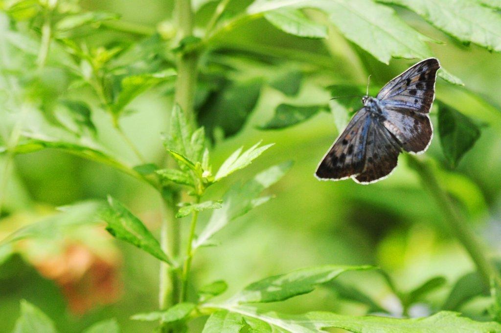 オオゴマシジミ♂飛翔FMP_3210.1