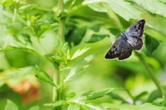 オオゴマシジミ♂飛翔FMP_3210.1