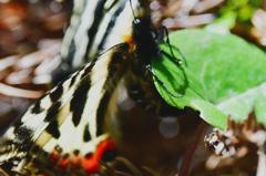 ギフチョウ産卵FTA_3082