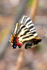 ギフチョウ飛翔 DFS_7416.1