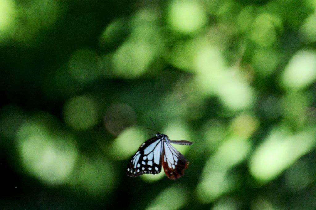 アサギマダラ♂飛翔DSC_9241.1