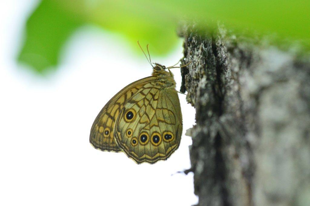 キマダラモドキ♂